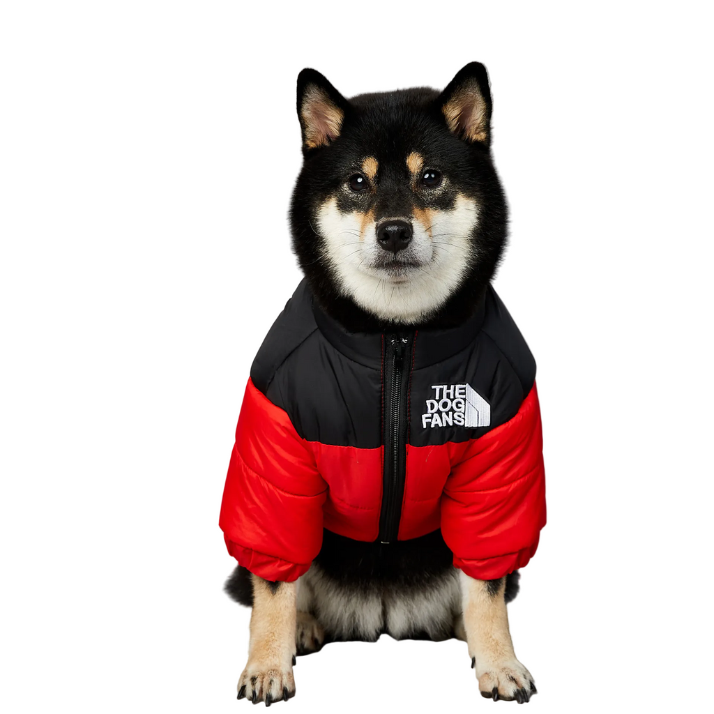 All-Weather Dog Jacket: Padded, Water-Resistant