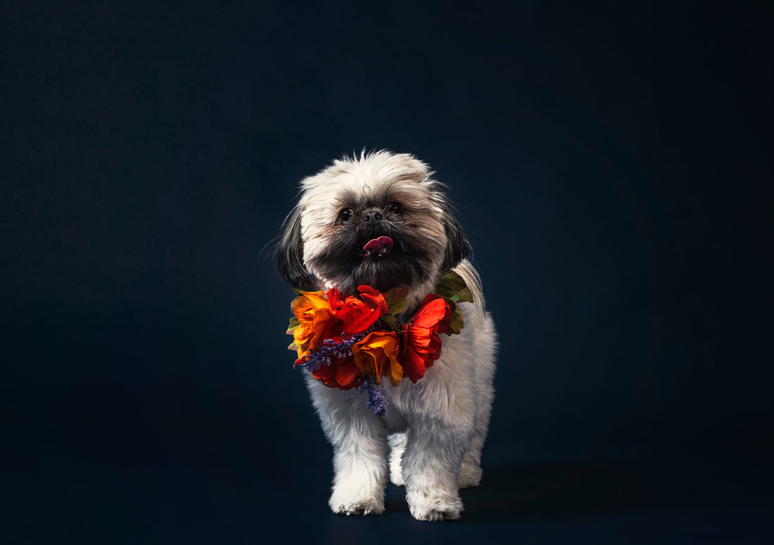 For dogs